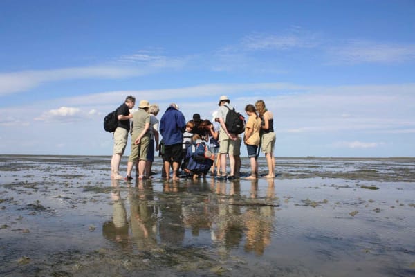Kleine Wattwanderung am Dreisprung auf Nordstrand Kleine Wattwanderung am Dreisprung auf Nordstrand