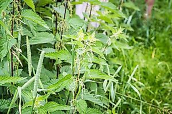 Führung "Pflanzenwissen: Was heilt, was schmeckt?"