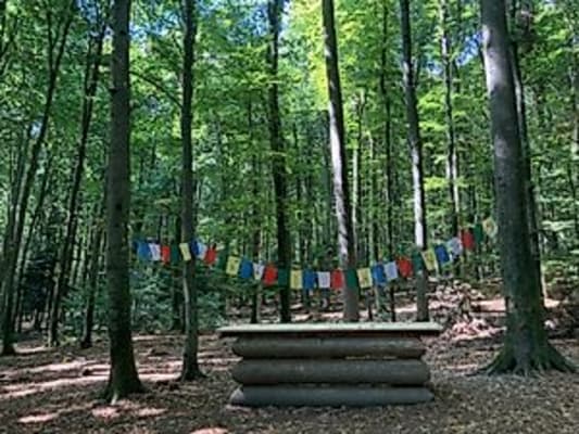 Unterricht im Wald – Fortbildung für Lehrkräfte