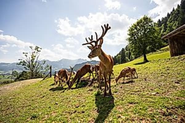 Hirschbrunftspaziergang durch den Alpenwildpark
