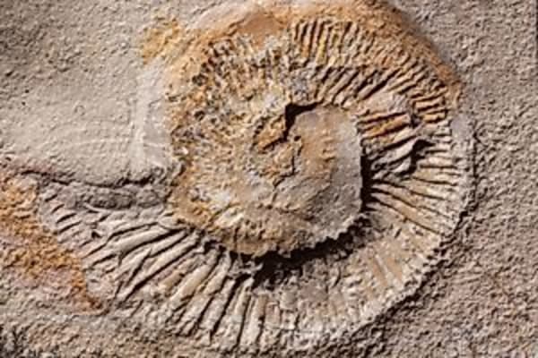 Sonderausstellung: AMMONITE MASTERPIECES