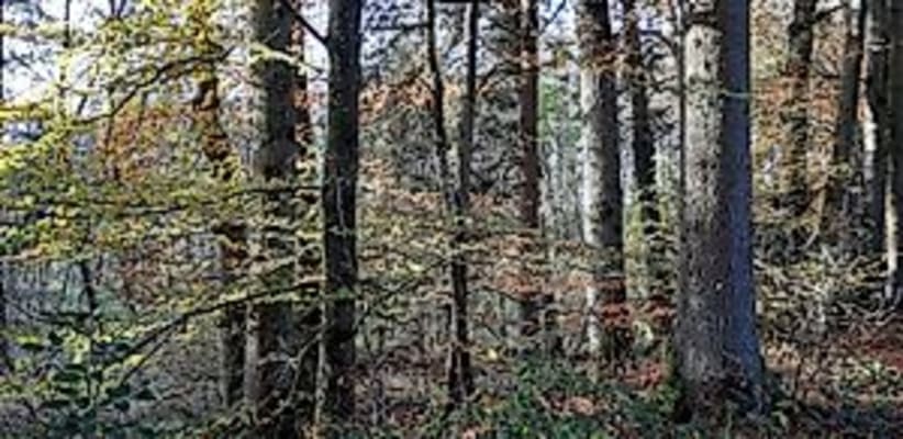 Naturschutz und Waldbewirtschaftung – Waldwanderung für Erwachsene