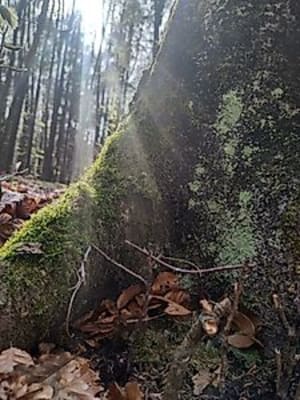 NatURspiel – ein Spieletag im Wald für kleine und große Menschen jeden Alters