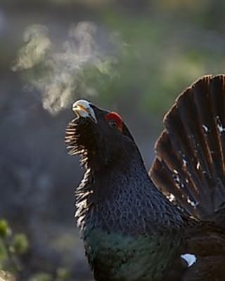 Ausstellung "Faszination Auerhuhn"