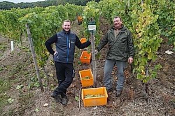 Weinverkostung im Weingut Göbenich