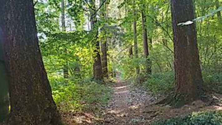 Durch den Eickser Busch - Spätherbst in der Nordeifel