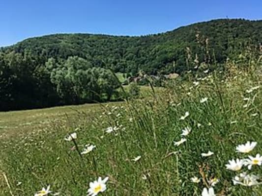 Lebensraum Streuobstwiese