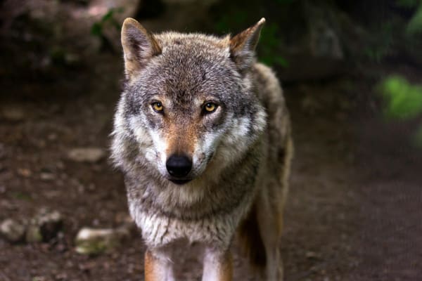 Vortrag: "Der Wolf im Saarland"