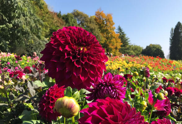 Herbstschifffahrten zur Insel Mainau