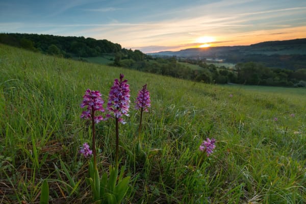 Tour mit Hörkomfort: Shuttle ins Orchideengebiet