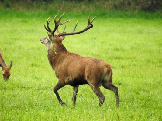 +++AUSGEBUCHT+++ Unterwegs mit dem Ranger - Zur Brunft der Rothirsche +++AUSGEBUCHT+++ Unterwegs mit dem Ranger - Zur Brunft der Rothirsche