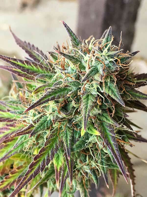 GSC × Jack Herer