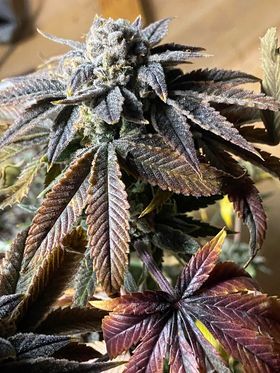Sunset Sherbet