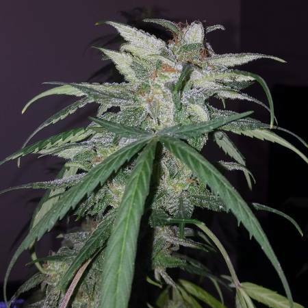 Blue Monster