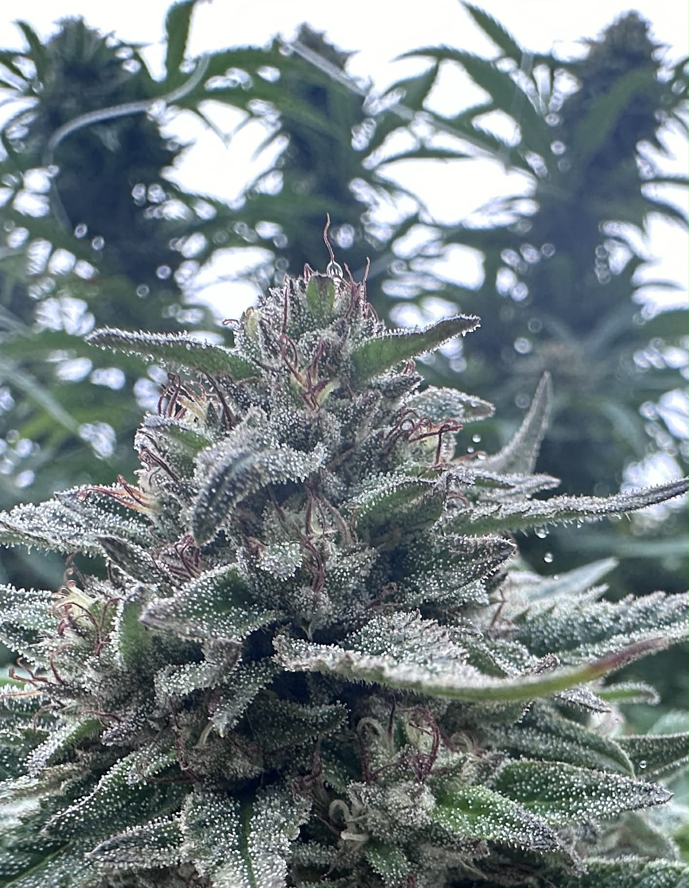 Gorilla Glue #4