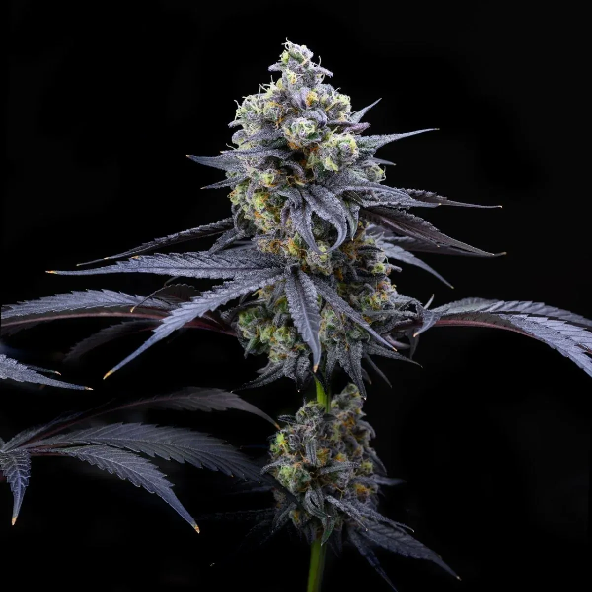 Apples and Bananas Feminized — Strain Review & Grow Guide
