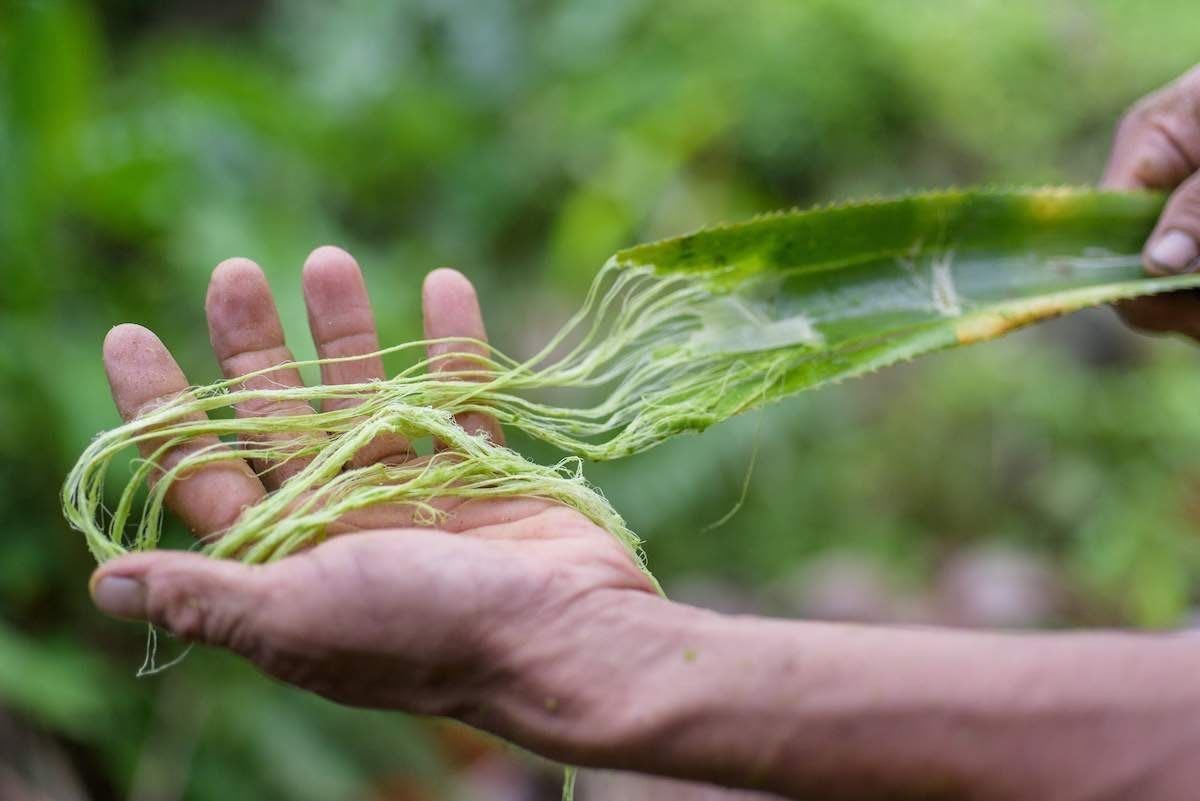 Textil de hoja de piña: Material ecológico para el diseño