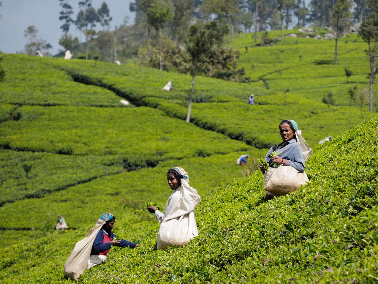 101 Reasons - Sri Lanka is the world's largest tea exporter.