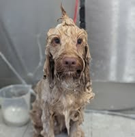 Mollies Dog Grooming