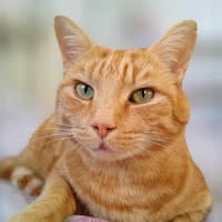 Jo's Cat Care