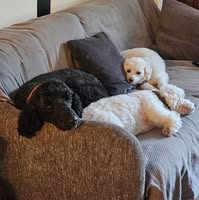 Dazzling Dog Groomers, Marsworth, Tring