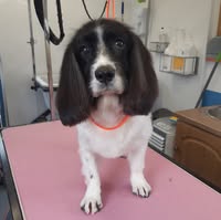 The Grooming Parlour at Charlie's
