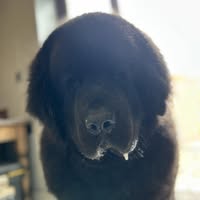 Tarvin Dog Grooming Studio