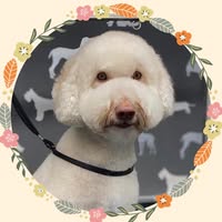 Mutleys Dog Grooming