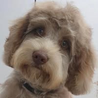 Spoilt Rotten Dog Grooming & Academy