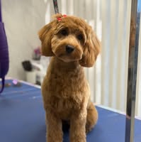 The pet salon
