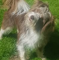 Happy Tails Dog Grooming