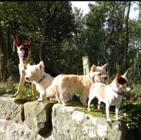 Coastal Canines Dog Grooming