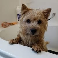 Wash & Wags