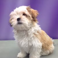 All Four Paws Dog Grooming