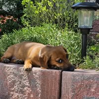 Little Black Dog Pet Spa