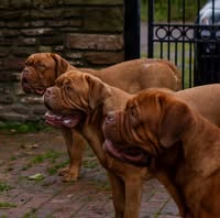 Regalrouge Dogue de Bordeaux & Salon