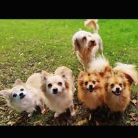 Country Tails Dog Grooming Salon
