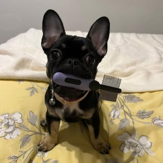 Glamour Pups Dog Grooming Derby