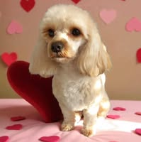 Furever Friends Dog Grooming