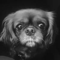 Short & Sassy Dog Grooming