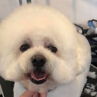 Kits Coty Pampered Pets