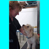 Dog grooming by Trisha Heath