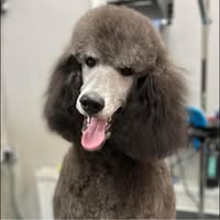 Pawfully Good Dog Grooming