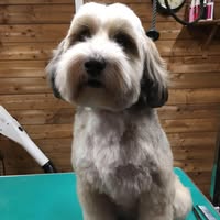 Ben and Jenny's Dog Grooming