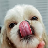 Milo Grooming Studio