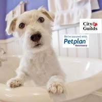 Paw-Fection Dog Grooming Cleethorpes