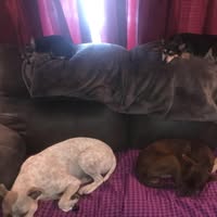 JJ Dog Grooming