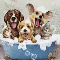 Klassy Kut Grooming Parlour
