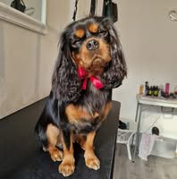 Pawdoodle dog grooming