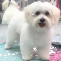 Jayde Dog Grooming